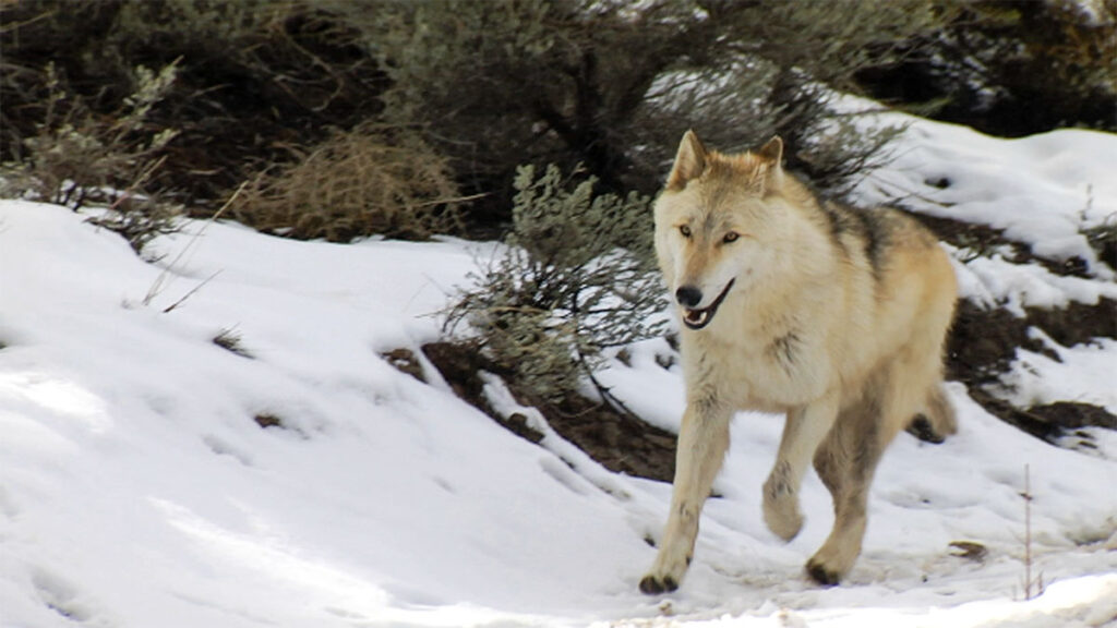 The wolf of Gubbio running in snow