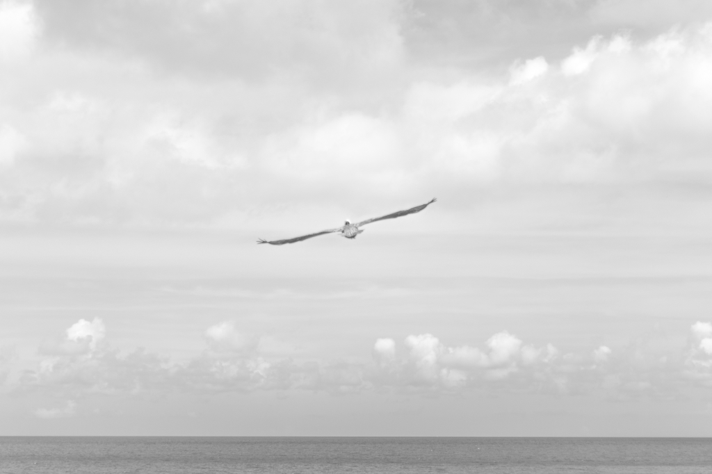 Seagull | Franciscan Peacemaking